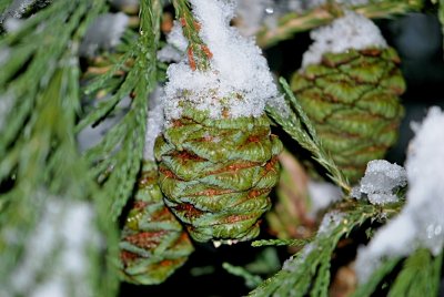 Sequoiadendron giganteum - sekvojovec obrovský - samičí šištice - zrající